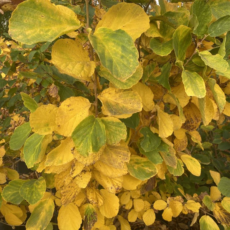 Yellow fall foliage of Hamamelis virginiana (American Witch Hazel).