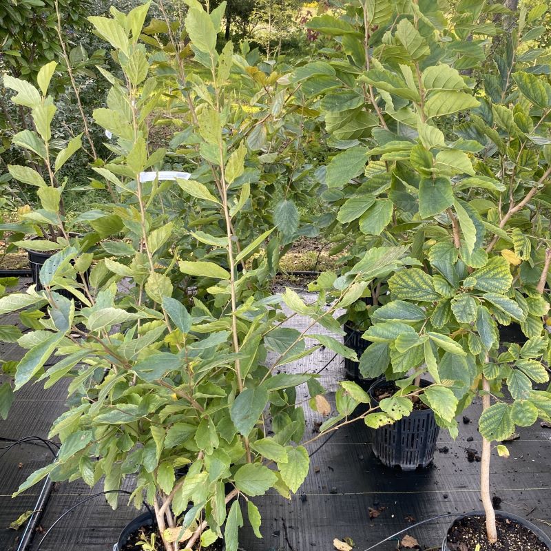 Hamamelis virginiana (American Witch Hazel) grown in 3-gallon pots.