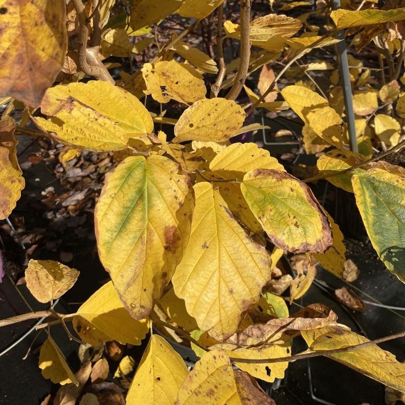 Yellow fall foliage of Hamamelis virginiana (American Witch Hazel).