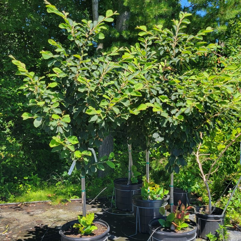 A group of mature 'Arnold's Promise' witchhazel trees (Hamamelis x intermedia) grown in 15-gallon containers