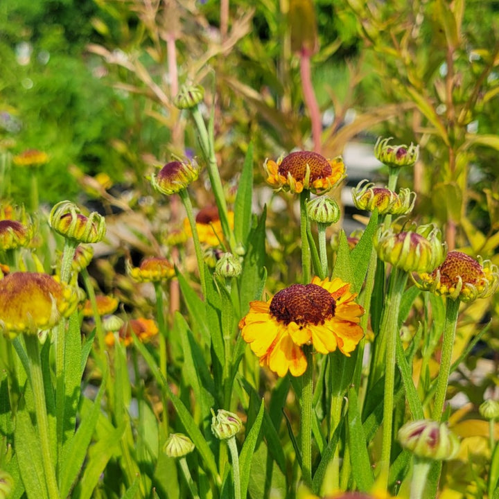 A close-up photo of the showy, orange and yellow blooms of Helenium autumnale 'Mardi Gras' sneezeweed