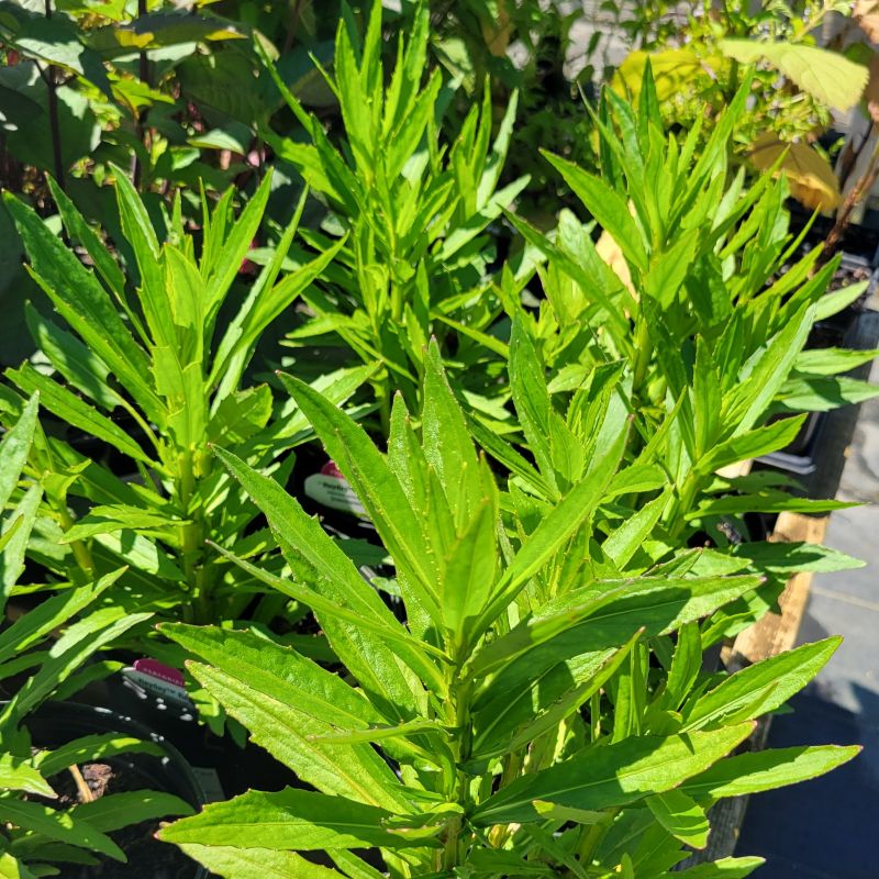 A close-up photo of the bright green foliage and upright growth habit of Helenium autumnale 'HayDay Red' sneezeweed