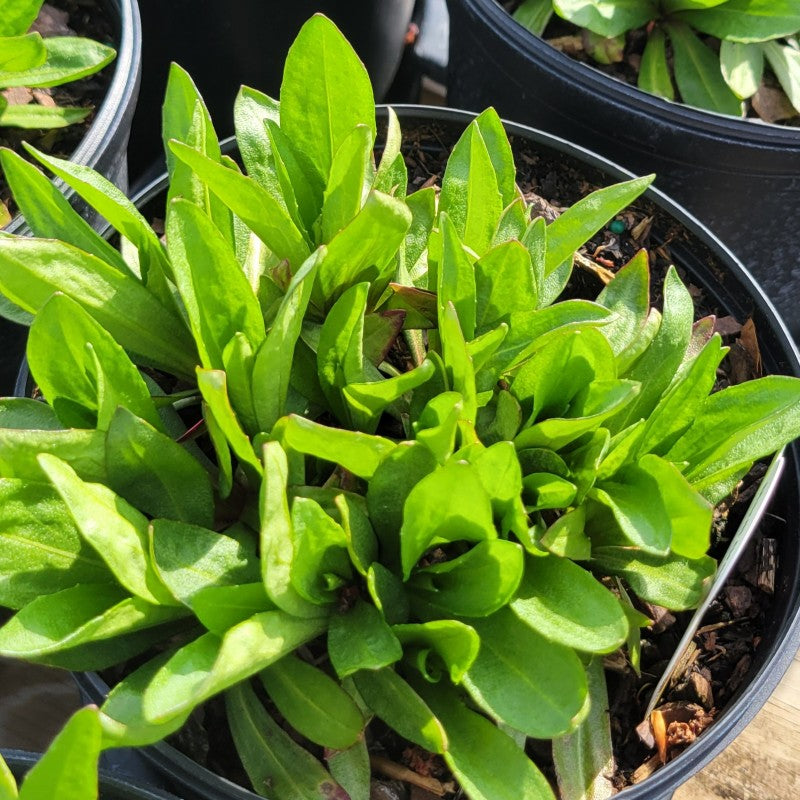 A photo of the vibrant green spring foliage of Helenium autumnale 'Mardi Gras' sneezeweed