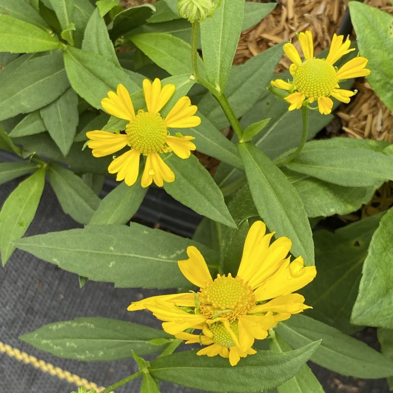 Close-up of yellow flowers of Helenium autumnale (Sneezeweed).