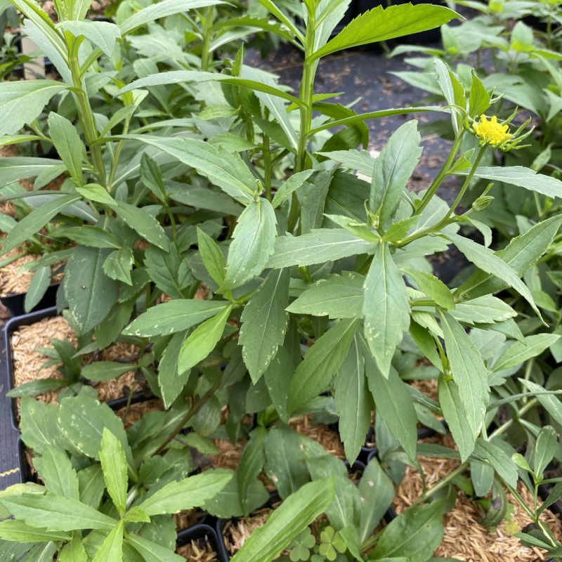 Helenium autumnale (Sneezeweed) grown in quart-size pots.