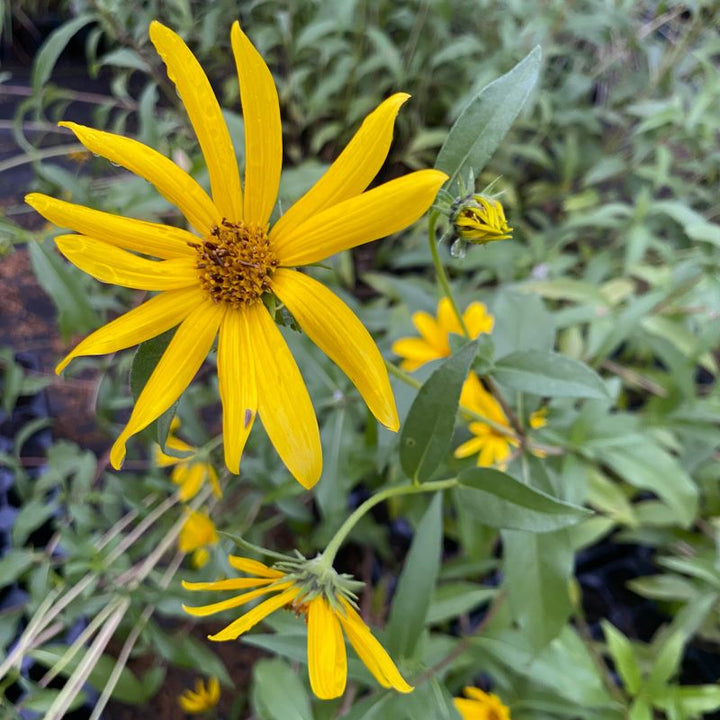 Close-up of Helianthus maximiliani (Maximilian's Sunflower) in bloom with yellow flower.