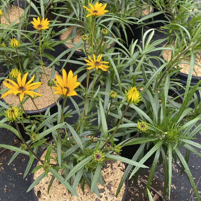Young Helianthus salicifolius 'Autumn Gold' in bloom in 1-gallon pots.