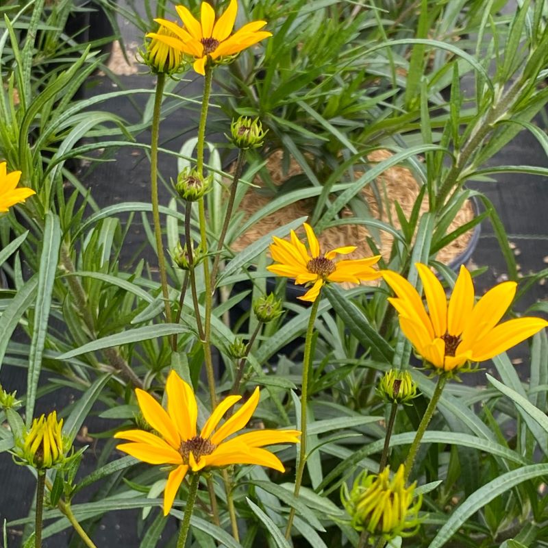 Close-up of Helianthus salicifolius 'Autumn Gold' flowers and willow-like foliage.