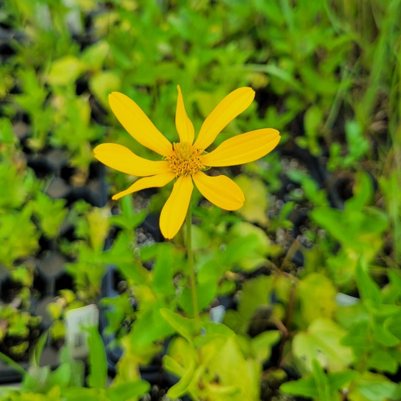 A close-up photo of a vibrant yellow sunflower-like bloom on Heliopsis helianthoides (False Sunflower)