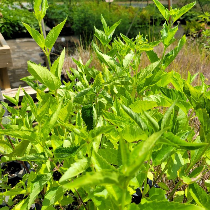 Lush green foliage of Heliopsis helianthoides (False Sunflower) grown as LP50-size landscaping plugs.