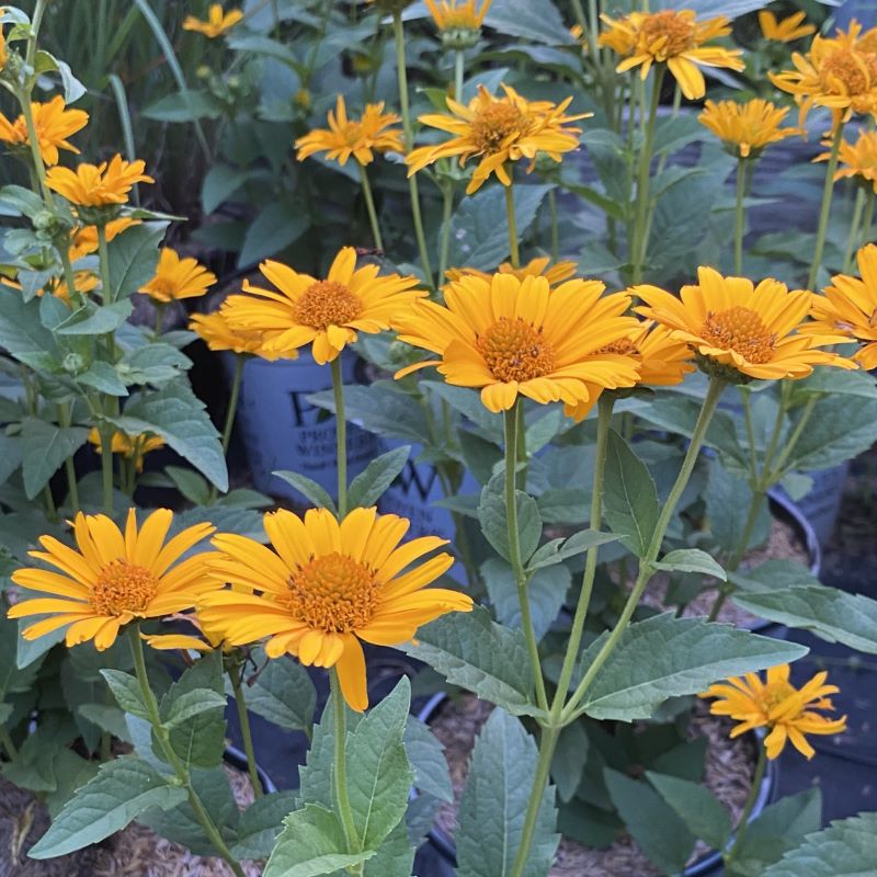 Close-up of yellow and orange-gold Heliopsis helianthoides 'Tuscan Sun' flowers in bloom.