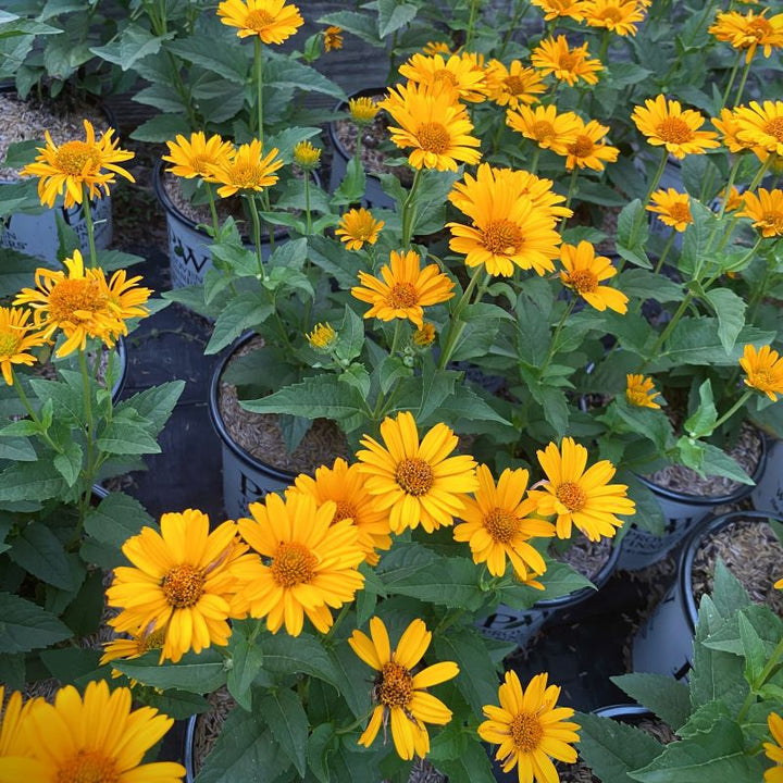 Heliopsis helianthoides 'Tuscan Sun' in bloom with yellow and orange-gold flowers, grown in 1-gallon pots.