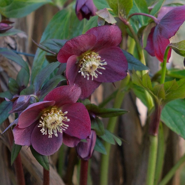 A close-up photo of the deep red-purple blooms of Helleborus Honeymoon 'Rome in Red' Lenten rose