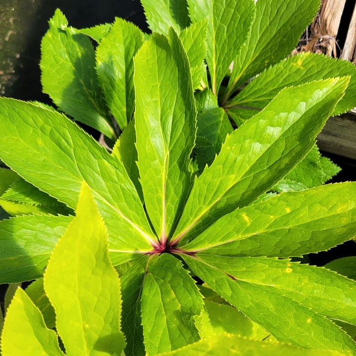 A closeup photo of the glossy, bright green leaves of Helleborus 'Apricot Blush' lenten rose