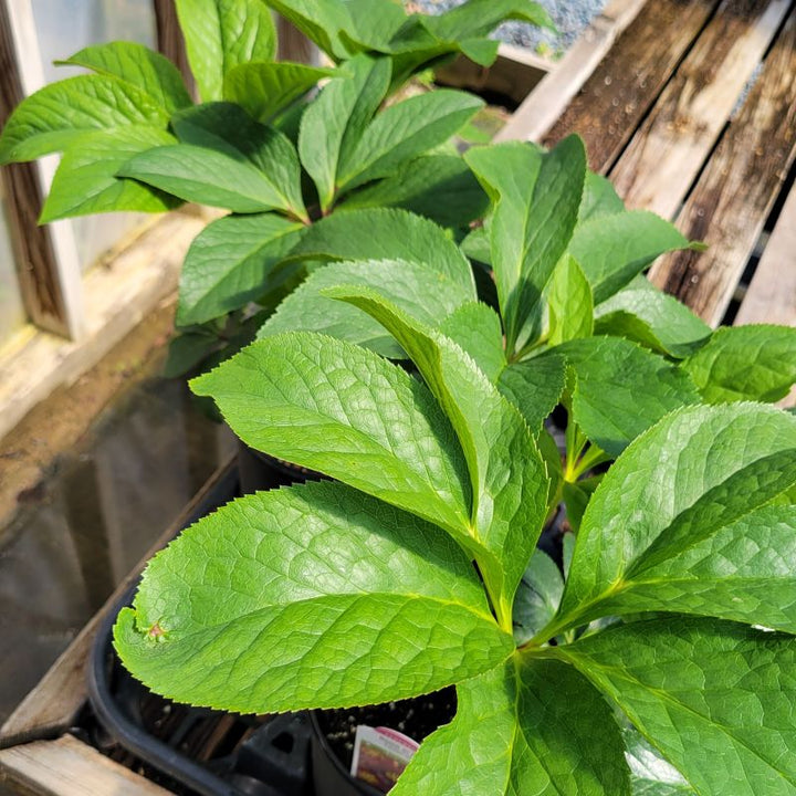 A close-up photo of the glossy green foliage of Honeymoon 'Rome in Red' hellebore
