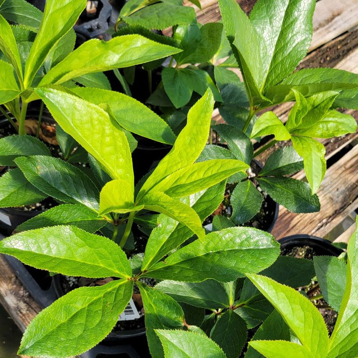 A close-up photo of the rich, glossy green foliage of Helleborus hybridus 'Southern Belles Doubles Strain' lenten rose
