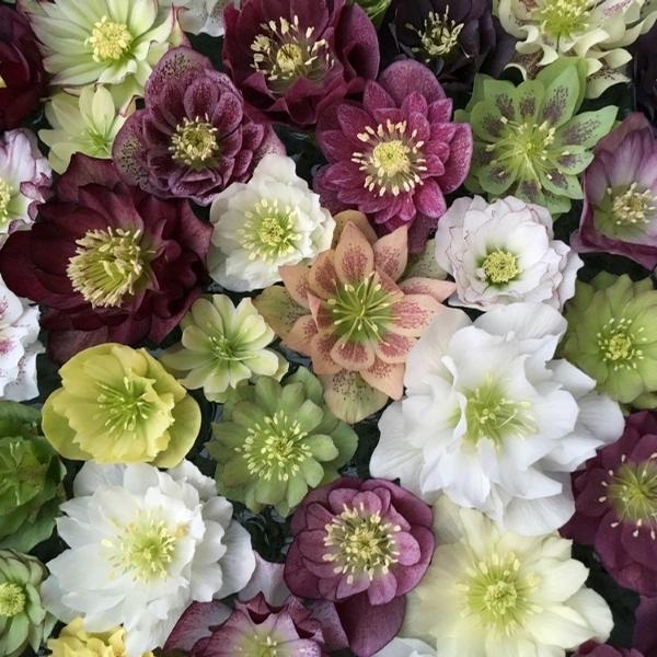 A photo of a variety of different bloom habits and colors possible with 'Southern Belles Doubles Strain' hybrid Hellebore