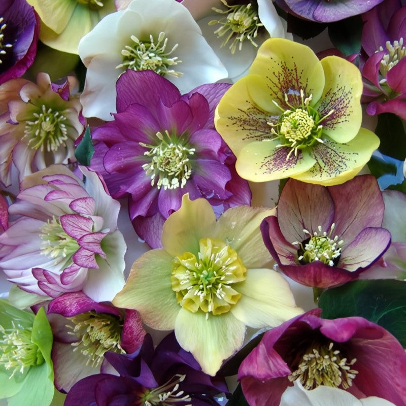 A multi-colored assortment of the variety of flowers produced by Helleborus orientalis 'Brandywine'