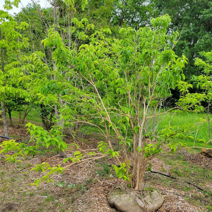 A photo of one specimen of the large, B&B specimens of Heptacodium miconioides showcasing its structure.