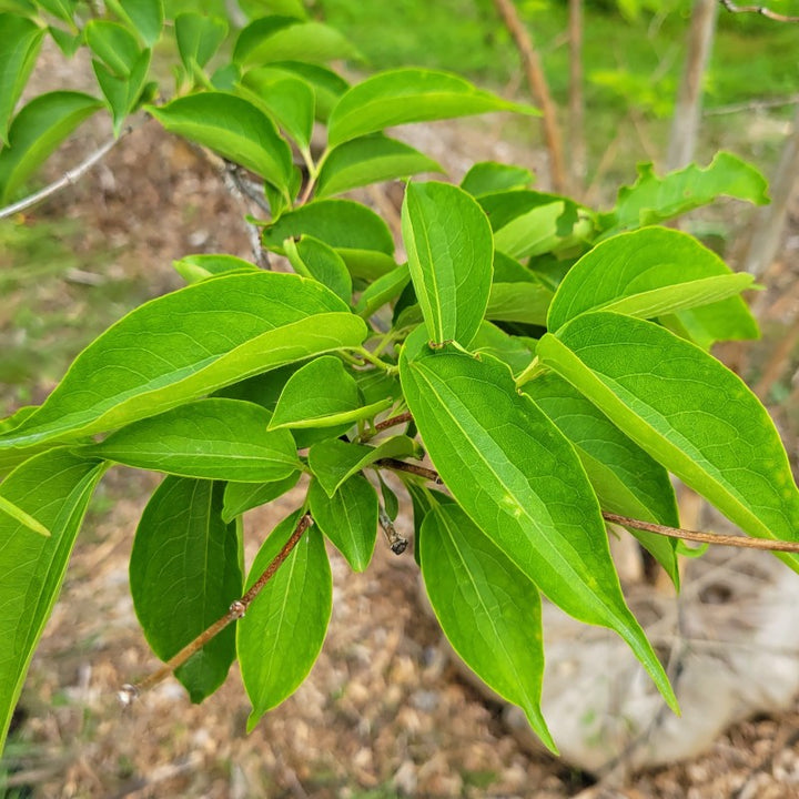 A close-up of the deeply veined foliage of Heptacodium miconioides