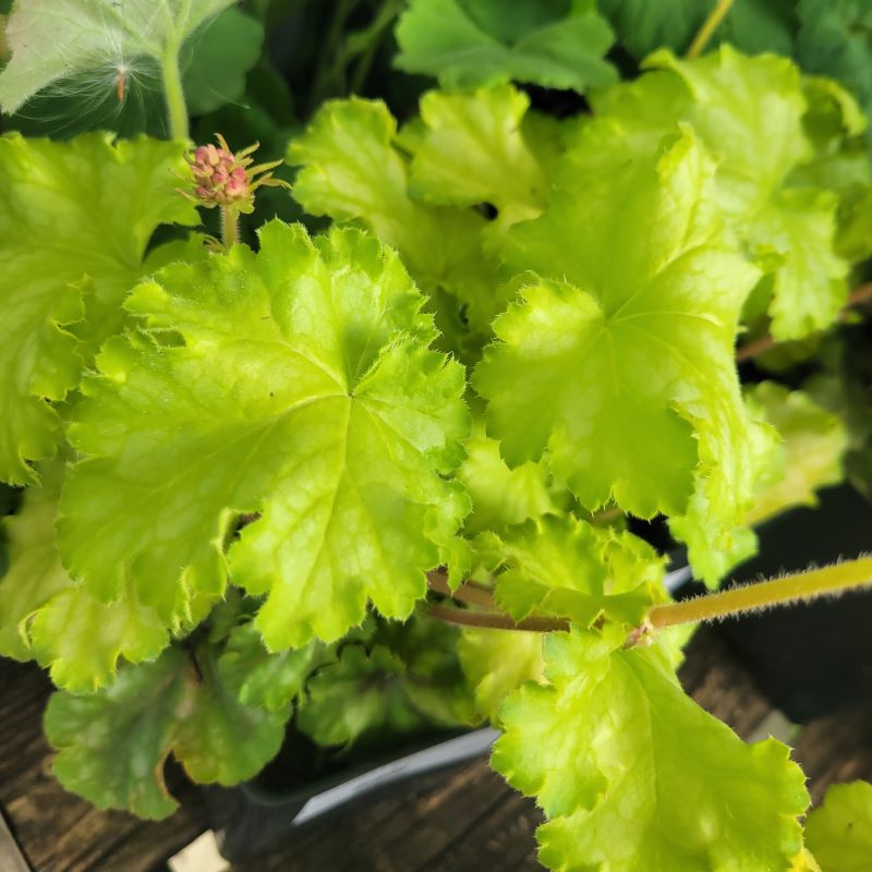 Close-up of the showy lemon-yellow foliage of Heuchera x 'Lemon Supreme' coral bell.