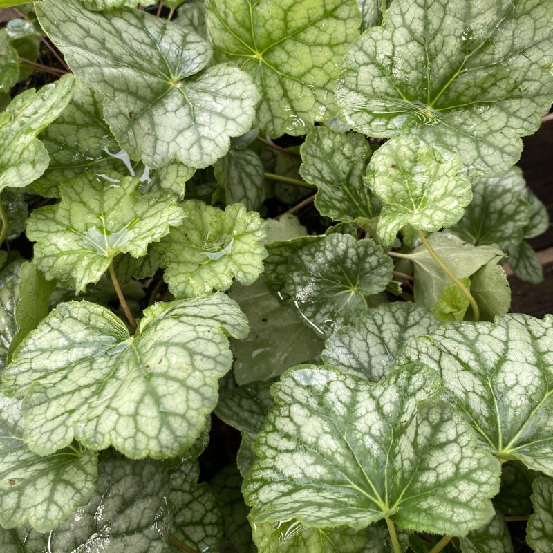 Close-up of the silvery highlights in the foliage of Heuchera americana 'Dale's Strain'.