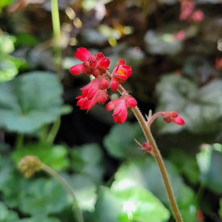 A close-up photo of the bright red flowers of Heuchera sanguinea 'Firefly'