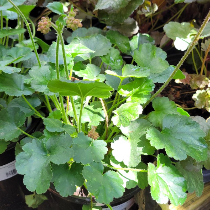 A close-up photo of the fuzzy, green, multi-lobed foliage of Heeuhera sanguinea 'Firefly' under dappled sunlight