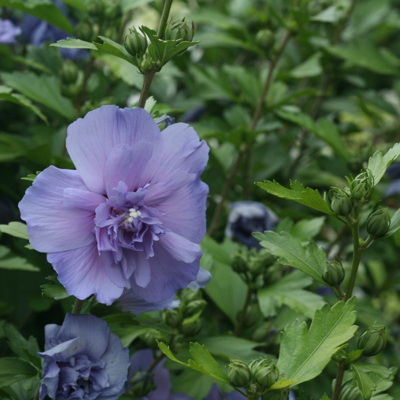 Close-up of a blue-purple Hibiscus syriacus Blue Chiffon® flower.