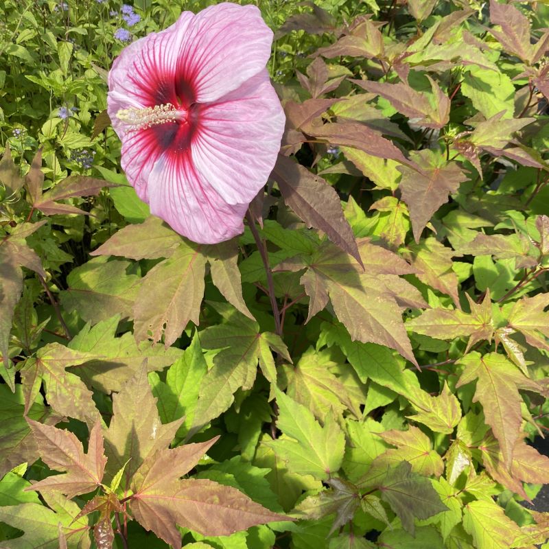 Large Hibiscus x 'Kopper King' (Rose Mallow) flower with copper-green foliage.