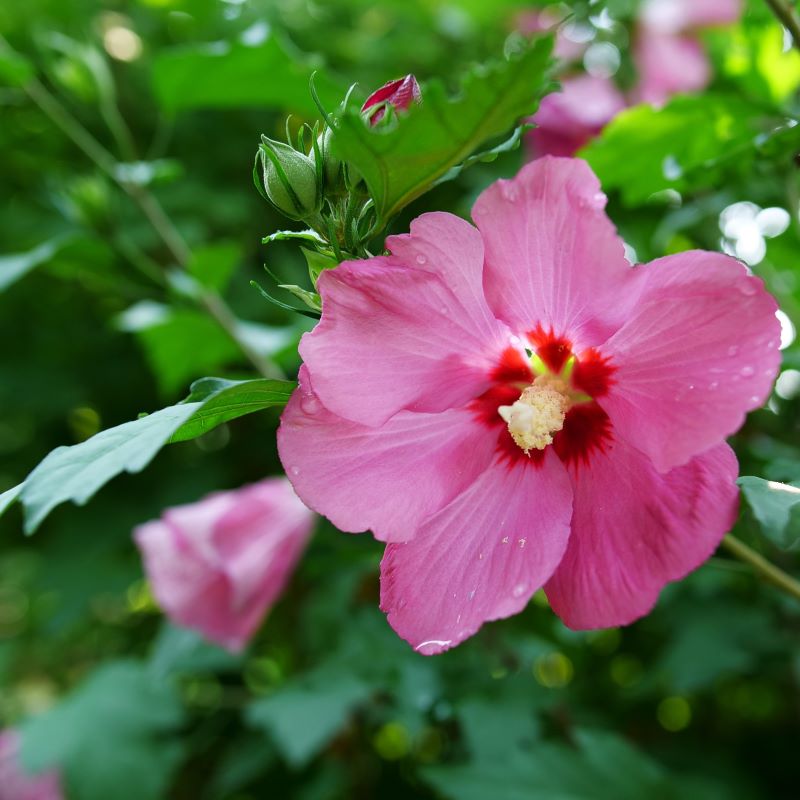 Close-up of Hibiscus x 'Paraplu Rouge' with pink flower.