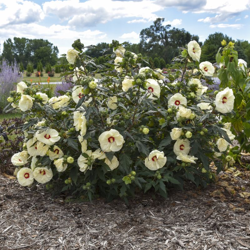 A photo of a mature Hibiscus x Summerific French Vanilla grown in a shrub form