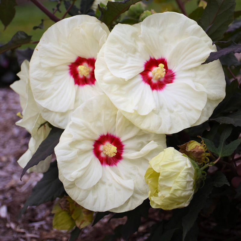 A close-up photo of the yellow-tinged cream white blooms of Hibiscus x Summerific French Vanilla