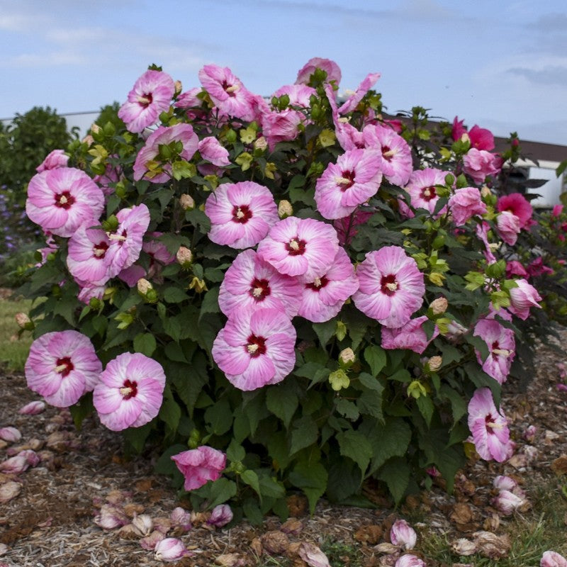 A photo of a full sized Hibiscus x Summerific Spinderella grown as a shrub, courtesy of Proven Winners