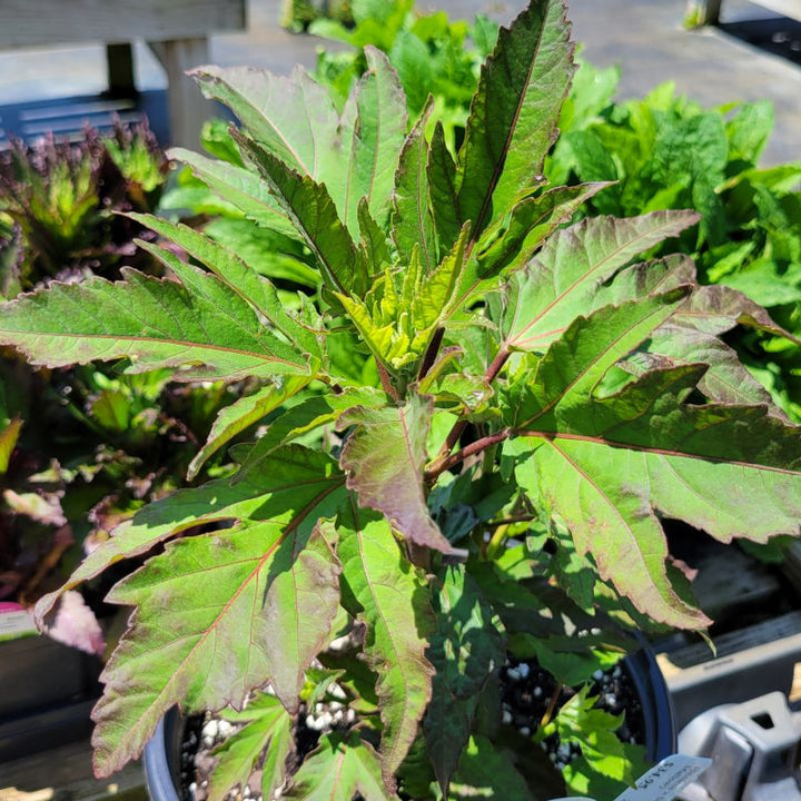 A close-up photo of the young green and purple-accented foliage of Hibiscus Summerific 'Berry Awesome'