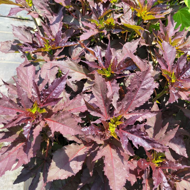 Dark purple foliage of Hibiscus x Summerific® 'Cookies and Cream' (Rose Mallow) with bright green new growth.