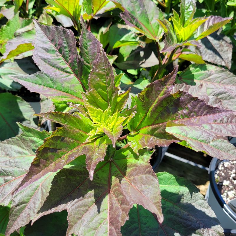 A close-up photo of the purple and green-accented young foliage of Hibiscus Summerific 'Perfect Storm'