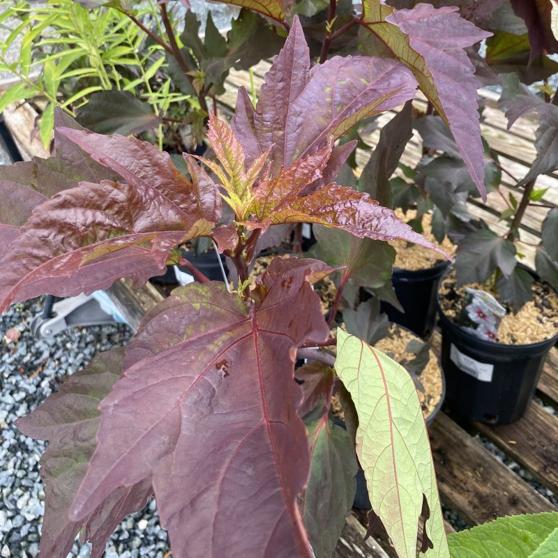 Close-up of coppery-red Hibiscus x 'Kopper King' foliage.
