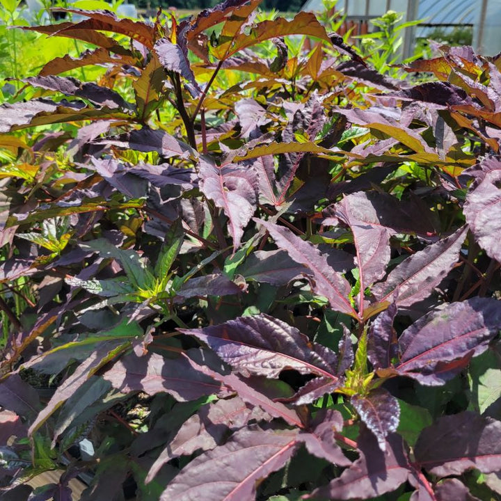 Tall, dark purple foliage of Hibiscus x 'Midnight Marvel' (Rose Mallow) grown in 2-gallon pots.