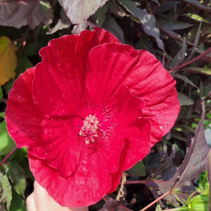 Large, bright red flower of Hibiscus x 'Midnight Marvel' with dark purple foliage.