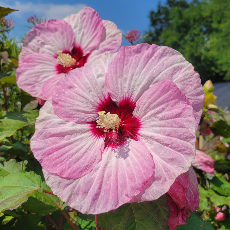 A close-up photo of the pink and white 'spinning' petals of Hibiscus x 'Summerific Spinderella'