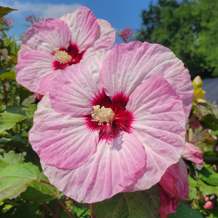 A close-up photo of the pink and white 'spinning' petals of Hibiscus x 'Summerific Spinderella'