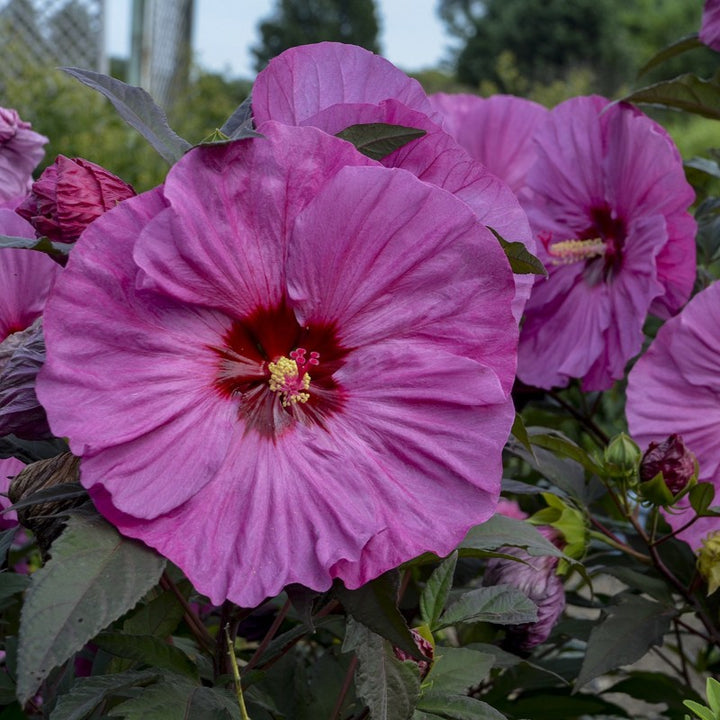 A close-up photo of the large, deep fuchsia pink flower with red center of Hibiscus Summerific 'Berry Awesome'