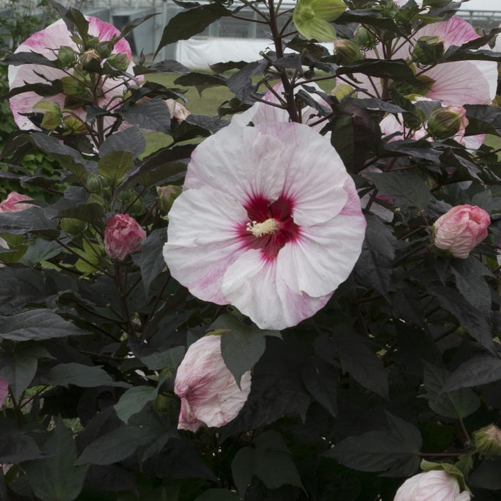 A close-up photo of the large white and pink toned flower of Hibiscus Summerific 'Perfect Storm' on a background of dark purple-black foliage