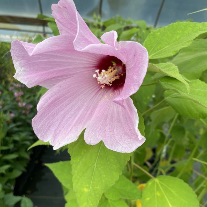 Mature Hibiscus moscheutos (Swamp Rose Mallow) with pale pink flower.