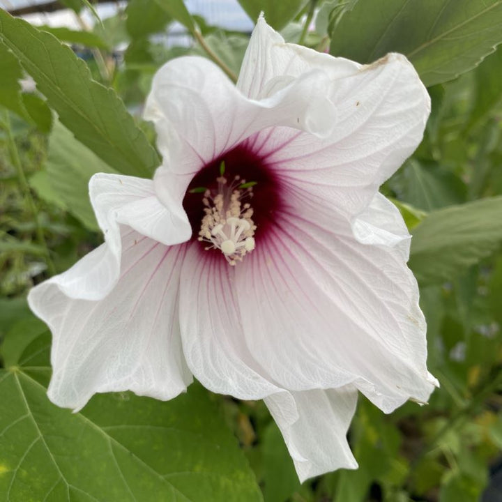 Mature Hibiscus moscheutos (Swamp Rose Mallow) with white and pink-tinged flower.