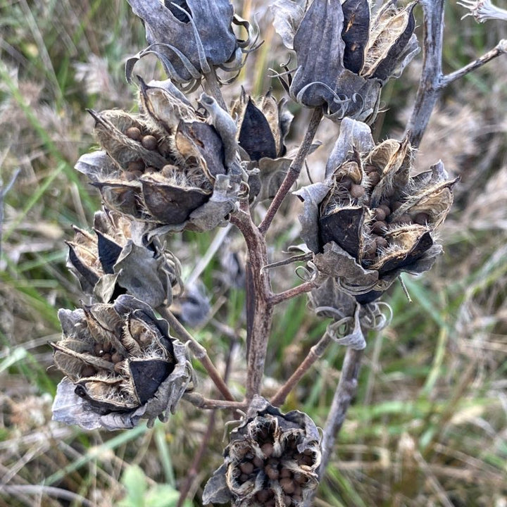 Close-up of Hibiscus moscheutos (Swamp Rose Mallow) seed pods in fall.