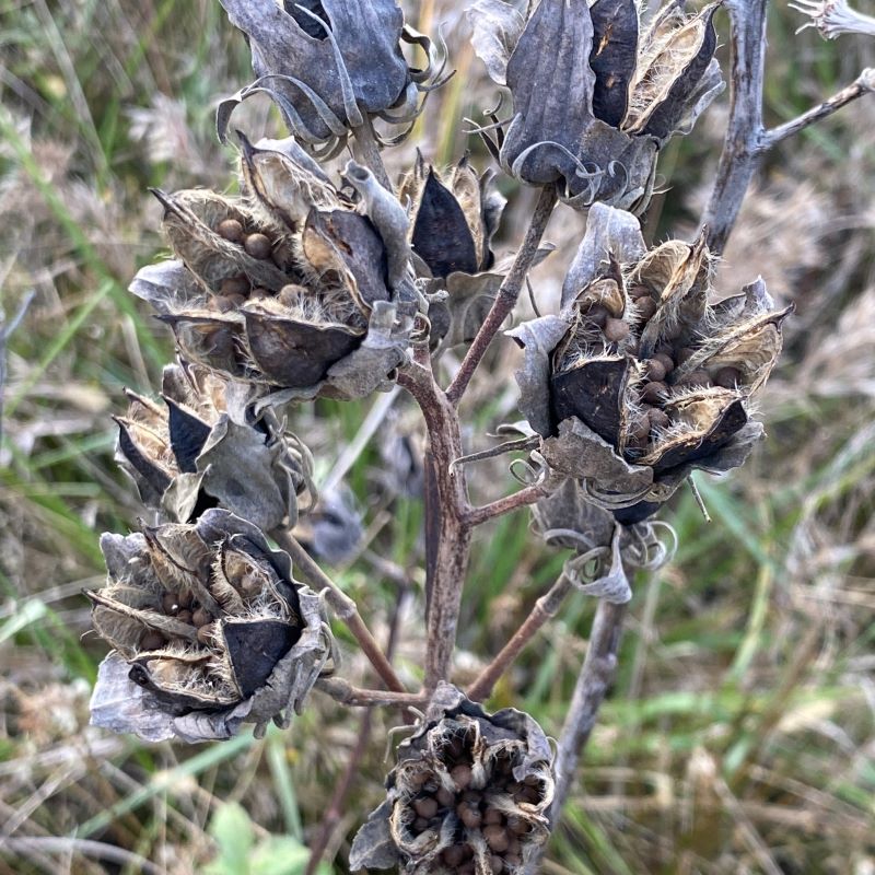 hibiscus plant hibiscus seed pods Hibiscus moscheutos (Swamp Rose Mallow) Unity Grown – Unity Church Hill Nursery, LLC