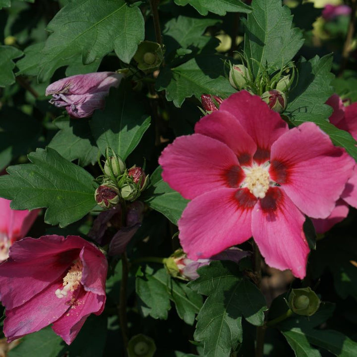 Bright pink and red flowers of Hibiscus x 'Paraplu Rouge'