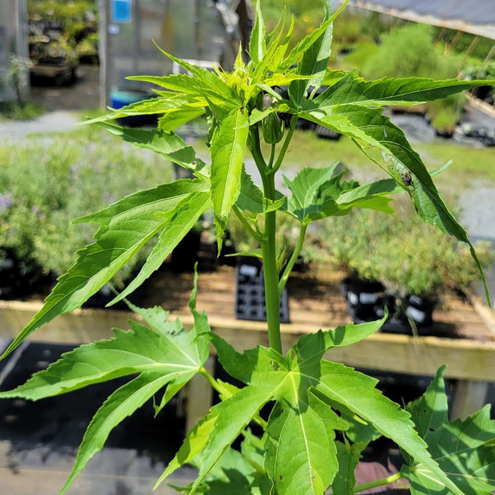 The young leaves and developing flower pods of Hibiscus x 'Lord Baltimore' swamp rose mallow